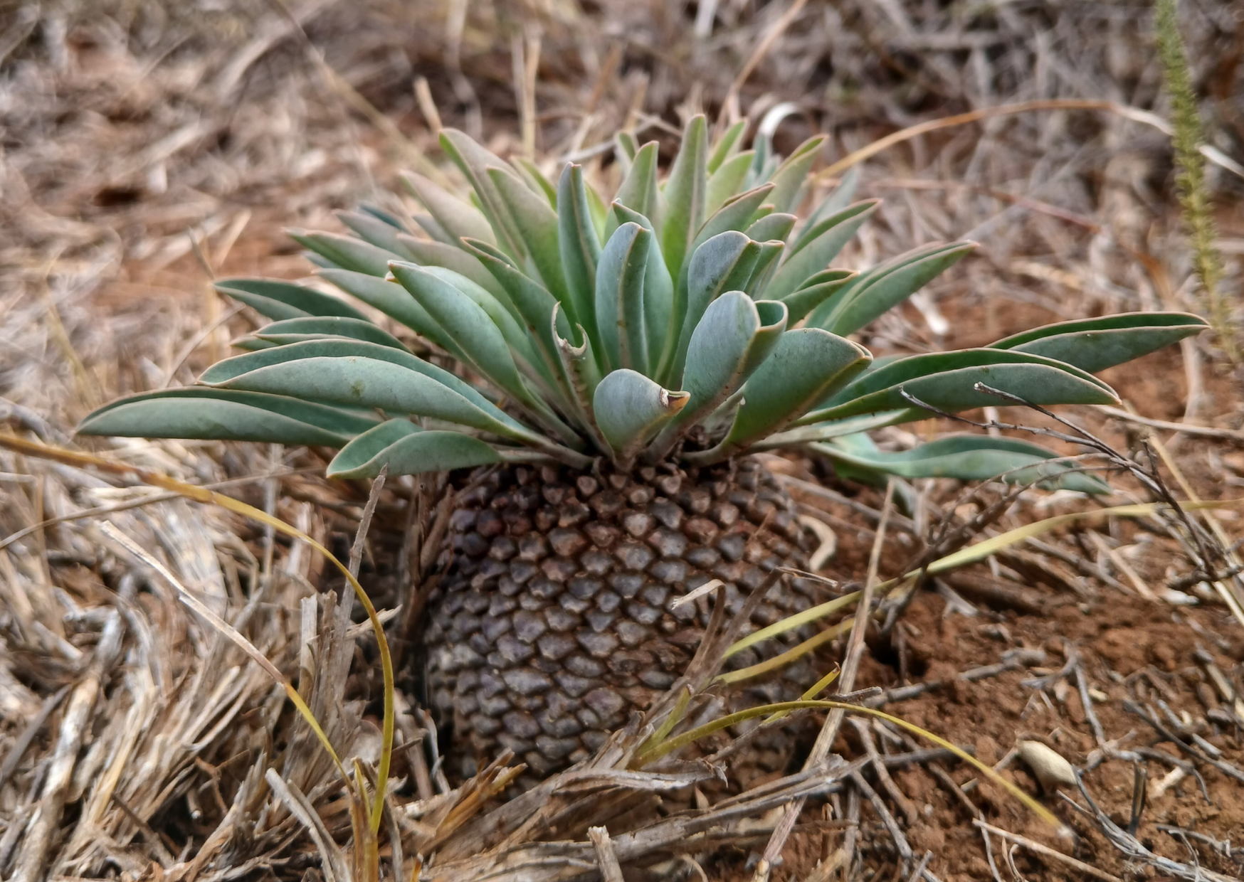 Cycad Spurge, Euphorbia Bupleurifolia
